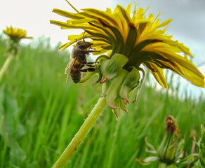The beginning of spring. Awakening insects and plants.