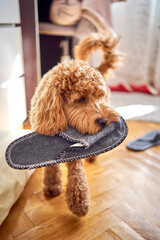 the cockapoo stole the slipper and walks around the house with it