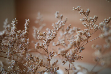 Bush of Dried Grass Flowers on warm room  background