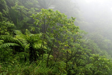 tropical rainforest vegetation in misty atmosphere, guadeloupe