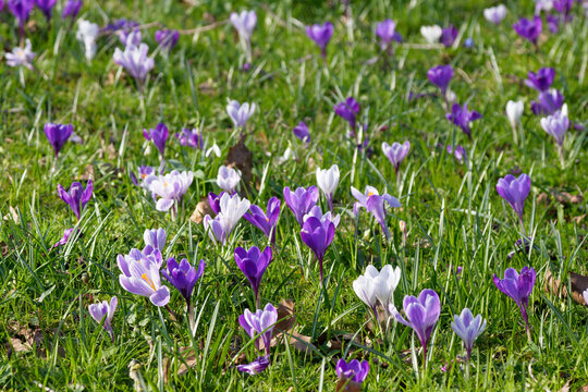 crocus