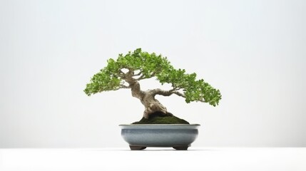 a bonsai tree with white background. Negative space. Free space for text. Generative AI