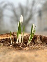 in the stump of an old oak tree there is a bush of white crocuses against the background of a tree in the fog. Cold Spring