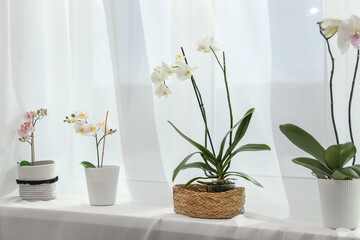Blooming orchid flowers in pots on windowsill
