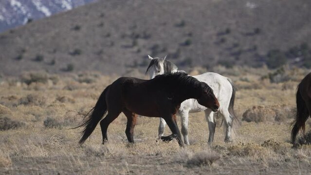 Wild horse snaking the herd through the Utah desert pushing them away from another.
