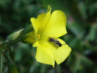 Mini-mining bee (Micrandrena sp.), male sitting on a yellow wood sorrel flower