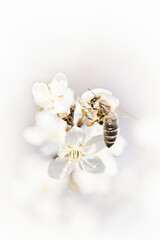 Honeybee Gathering Pollen on White Spring Cherry Blossoms