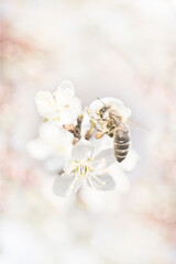 Honeybee Gathering Pollen on White Spring Cherry Blossoms