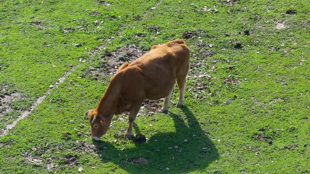 We see a reddish-brown cow grazing in a green pasture. The shadow of the animal is projected on the ground. There is dirt disturbed by its hooves on a morning in Avila, Spain, filmed in slow motion.
