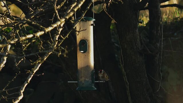 Europian goldfinch and Coal tit feeding from a bird feeder in an Irish Garden.