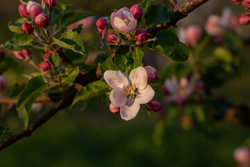 blossoming apple trees in the garden. close-up of blossoming apple tree. apple orchard in spring