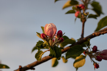 blossoming apple trees in the garden. close-up of blossoming apple tree. apple orchard in spring