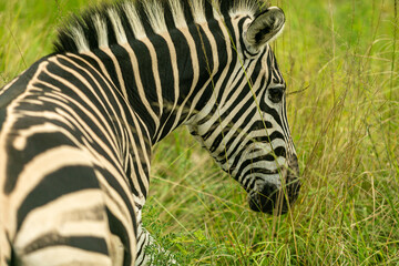 zebra in the grass - 756385677