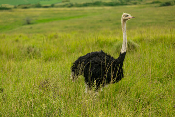 ostrich in the wild - 756385694