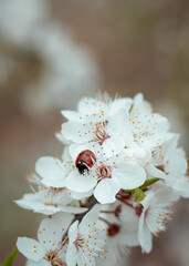 close-up of a ladybug on a white flower. close-up of a ladybug on a cherry blossom