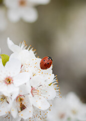 ladybug on flower. close-up of a ladybug on a white flower. close-up of a ladybug on a cherry blossom