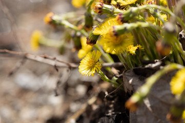 Tussilago farfara, Tussilago farfara, flower, dandelion, yellow, nature, spring, plant, grass, flowers, summer, flora, meadow, blossom, coltsfoot, macro, field, close-up, bloom, foalfoot, garden, bee,