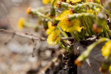 Tussilago farfara, Tussilago farfara, flower, dandelion, yellow, nature, spring, plant, grass, flowers, summer, flora, meadow, blossom, coltsfoot, macro, field, close-up, bloom, foalfoot, garden, bee,