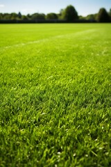 Close-up of green grass field with blurred trees in the background