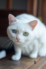 Gatinho com heterocromia 