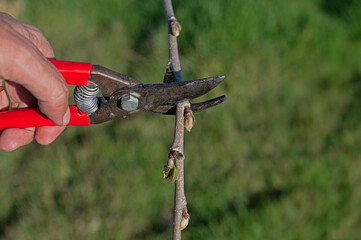 A man is pruning a tree with a pair of scissors.
