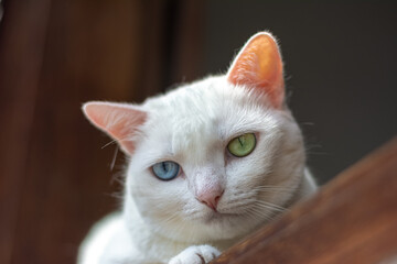 Heterocromia 