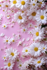 White daisies on a pink background