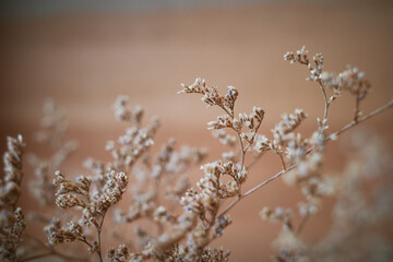 Dried tiny flowers on warm room  background