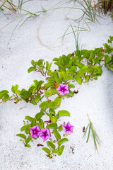 Ipomoea pes-caprae, also known as Beach Morning Glory or Railroad Vine, sprawls across a sandy...