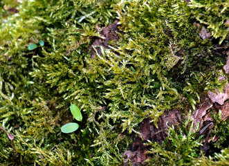 green moss in forest close up