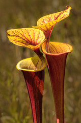 A pair of the leaf or trumpet of the yellow pitcher plant, Sarracenia flava. The tubes are a reddish color with bright yellow lids and insides. Shows the top of the tubes that attract and trap prey. © Donna Bollenbach