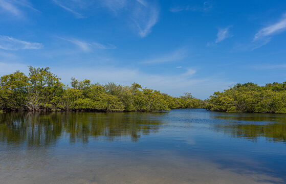 A photograph of the mangrove islands in Robinson Preserve, Bradenton, Florida, shows them against a clear blue sky. The trees are reflected in the calm intracoastal waters.