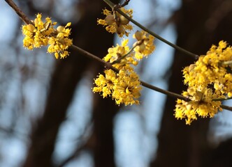 cornus mas fruit tree with yellow flowers at spring