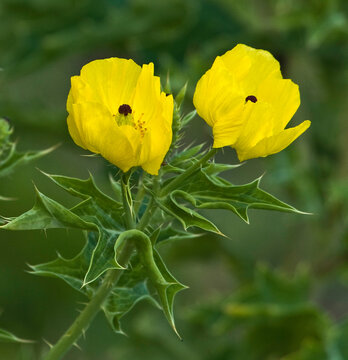 A Mexican prickly poppy, Argemone Mexicana, highlighting its flowers, leaves, and spines.