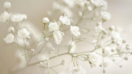 A delicate macro shot of Gypsophila, showcasing the fine details of these light, airy white flowers against a soft background.