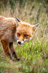 female fox in the undergrowth vixen 
