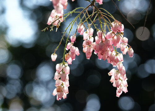 馬酔木 Images – Browse 797 Stock Photos, Vectors, and Video