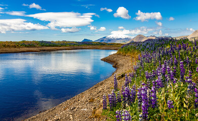 Iceland panorama with blue sky mirrored in a lake near the coast of Snæfellsnes peninsula. Remote wild scenery with blooming colorful lupine flowers on meadow in midsummer. Pristine landscape.  - obrazy, fototapety, plakaty