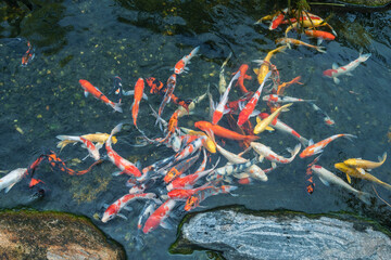 Fototapeta na wymiar Colorful carp swimming in the water of Japanese lake.