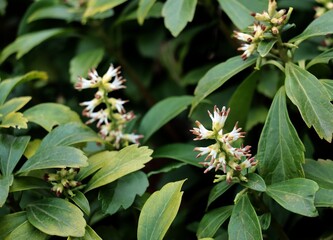 white small flowers of Pachysandra terminalis plant close up