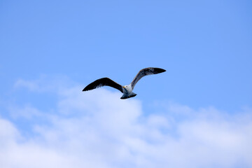 seagulls in flight with blue sky and some clouds