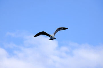 seagulls in flight with blue sky and some clouds
