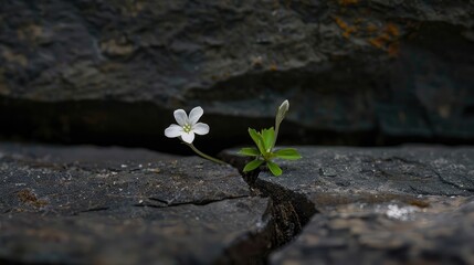 "Flourishing Nature: A White Flower Emerges from Cracked Wood Against a Dark Background"
