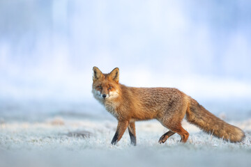Fox Vulpes vulpes in winter scenery, Poland Europe, animal walking among frosty meadow
