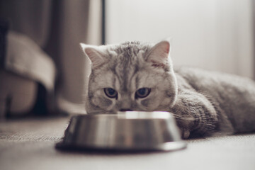 Adorable grey tabby british kitty standing with tail up close to metal bowl with feed and looking...