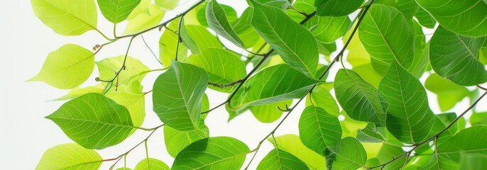 Naklejka premium background. tree branches with fresh green leaves. spring concept. 