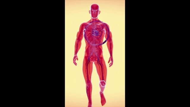 Vertical conceptual animation of a xenotransplantation
