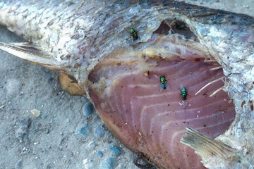 Rotten fish that are eaten by insects like wasps, flies and maggots, fly eggs. The decomposition of dead animals in nature, the purification of nature by being eaten by other organisms