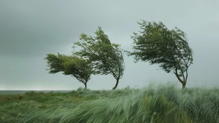 Foto auf Acrylglas Strong wind and hurricane, trees bend under the force of the wind. © brillianata