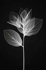 X-ray Vision of a Delicate Leafy Branch on a Dark Background